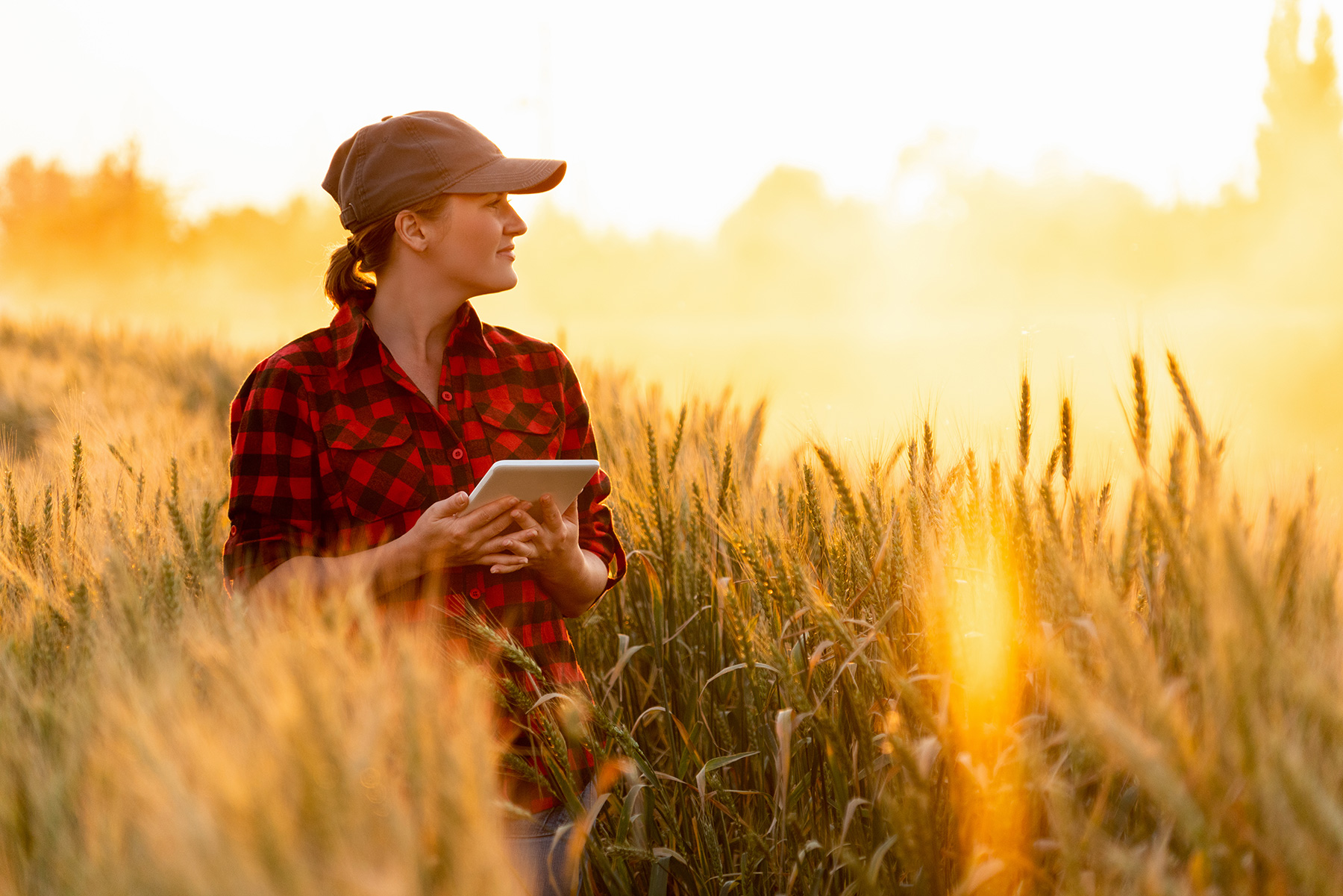 The Agriculture industry has developed rapidly in the past 50 years.